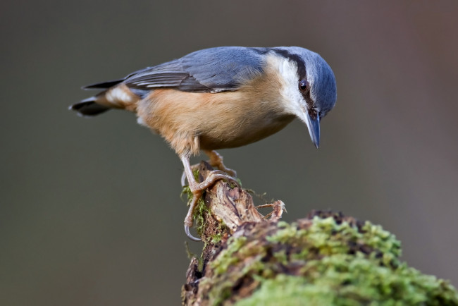 Обои картинки фото животные, поползни, дерево, поползень