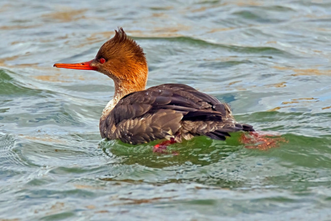 Обои картинки фото животные, утки, водоем, птичка