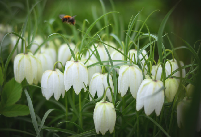 Обои картинки фото цветы, рябчики, белый