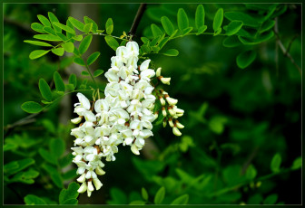 Картинка цветы акация листья макро