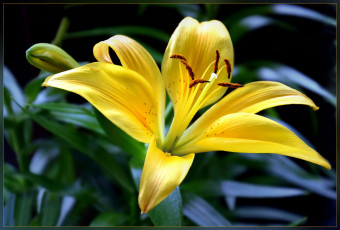Картинка цветы лилии +лилейники цветок лилия жёлтая