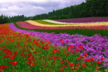 Картинка цветы разные+вместе разные поле