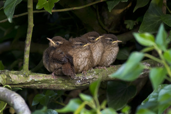 Картинка животные птицы птенцы листья ветка