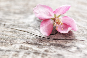 Картинка цветы цветущие+деревья+ +кустарники макро розовый цветок