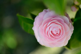 Картинка цветы камелии камелия цветок листья