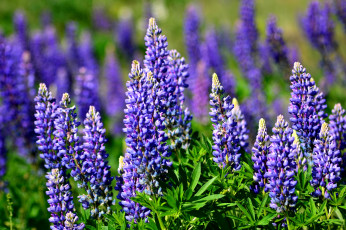 Картинка цветы люпин лето синий луг