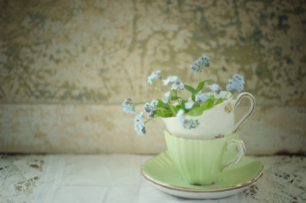 Картинка цветы незабудки чашка макро фон