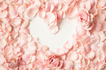 Картинка цветы розы сердце розовые лепестки