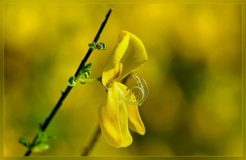 Картинка цветы жёлтый цветок макро