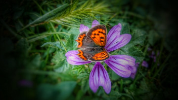 Картинка животные бабочки +мотыльки +моли бабочка цветок