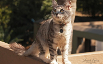 Картинка животные коты внимание улица ошейник кошка