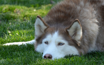 Картинка животные собаки уши морда хаски собака