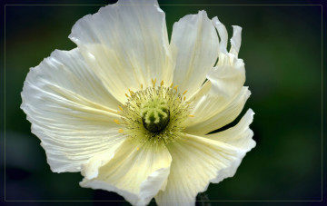 Картинка цветы маки цветок макро мак белый