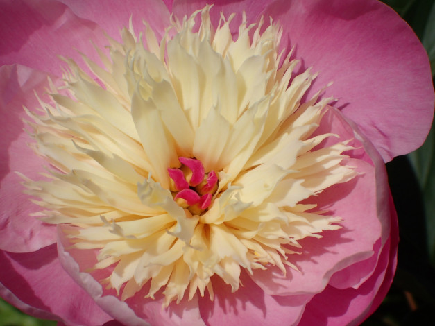 Обои картинки фото цветы, пионы, лепестки, макро, пион, цветок, нежность