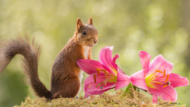Обои картинки фото животные, белки, цветы, рыжая, белка, лилии