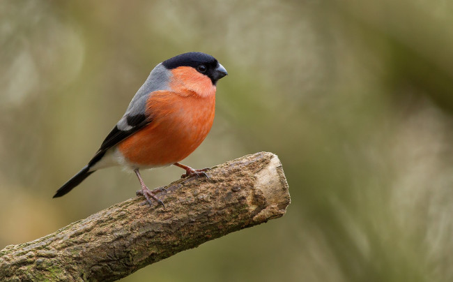 Обои картинки фото животные, снегири, снегирь