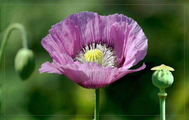 Обои картинки фото цветы, маки, сиреневый, мак