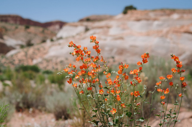 Обои картинки фото цветы, луговые , полевые,  цветы, мелкие, оранжевые