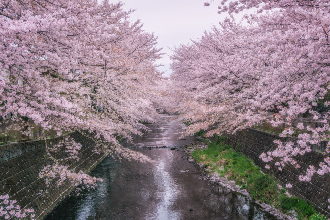 Обои картинки фото цветы, цветущие деревья ,  кустарники, весна, река, парк, сакура