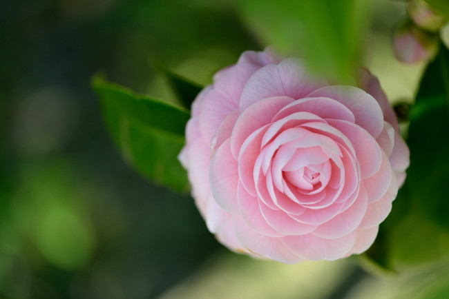 Обои картинки фото цветы, камелии, камелия, цветок, листья