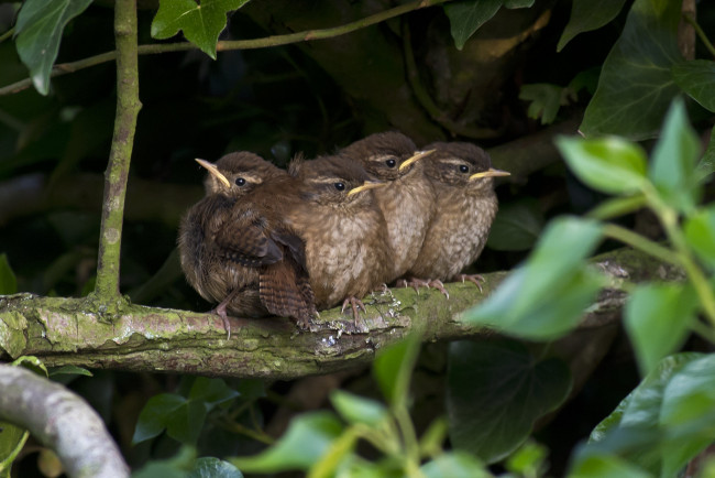 Обои картинки фото животные, птицы, птенцы, листья, ветка