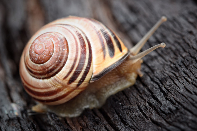 Обои картинки фото животные, улитки, удитка, макро