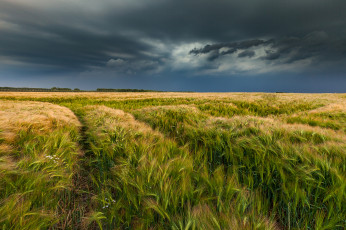 Картинка природа поля поле