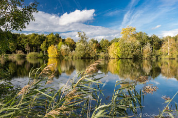 Картинка природа реки озера лес река