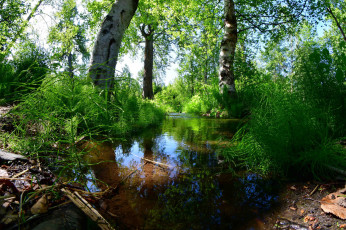 Картинка природа реки озера река лес