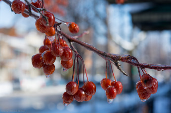 Картинка природа Ягоды +калина ягоды