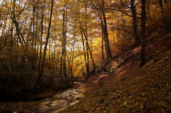 Картинка природа реки озера река лес