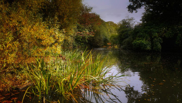 Картинка природа реки озера лес река