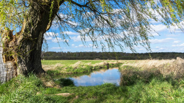 Картинка природа реки озера река лес