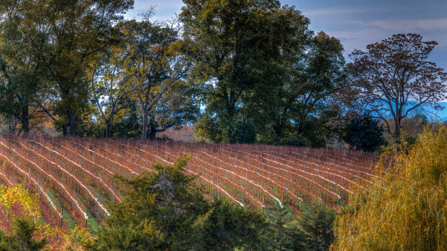 Обои картинки фото природа, пейзажи, поле, лес