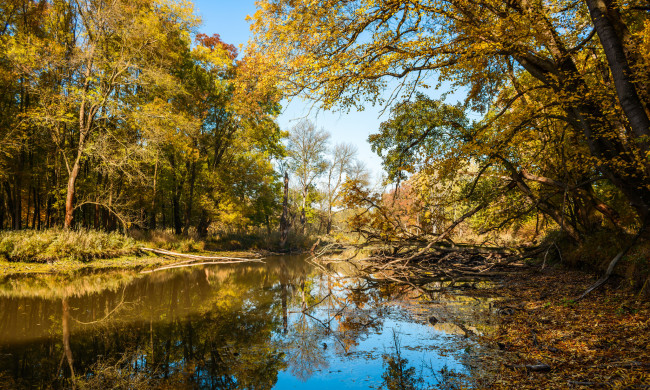 Обои картинки фото природа, реки, озера, река, лес