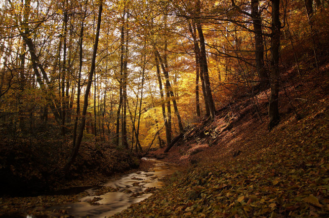 Обои картинки фото природа, реки, озера, река, лес