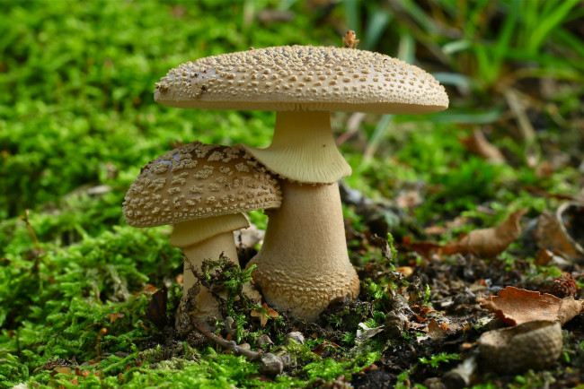 Обои картинки фото природа, грибы,  мухомор, грибочки