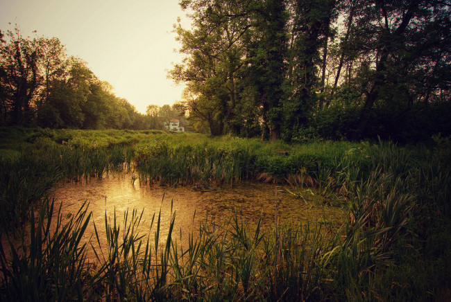 Обои картинки фото природа, реки, озера, река, лес