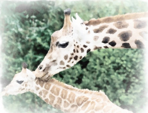 обоя рисованное, животные,  жирафы, зелень, жираф, акварель