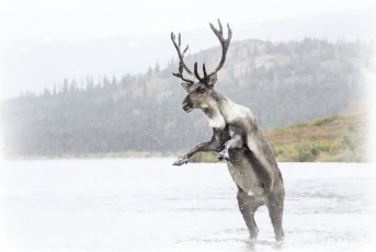 Картинка рисованное животные +олени северный олень рисунок оленя акварель