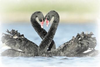 обоя рисованное, животные,  птицы,  лебеди, черные, лебеди, рисунок, лебедей, акварель, романтика