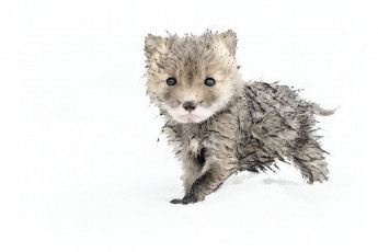 Картинка рисованное животные акварель животное снег