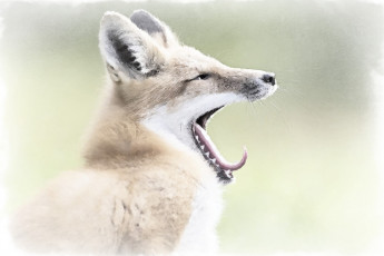 Картинка рисованное животные лиса рисунок лисы акварель