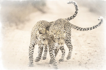 Картинка рисованное животные +ягуары +леопарды два леопарда рисунок акварель