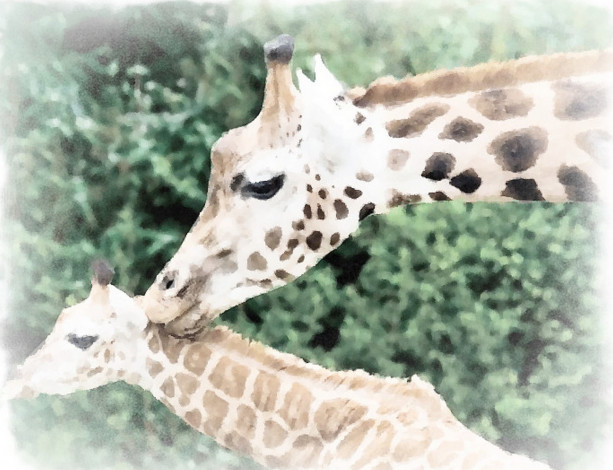 Обои картинки фото рисованное, животные,  жирафы, зелень, жираф, акварель