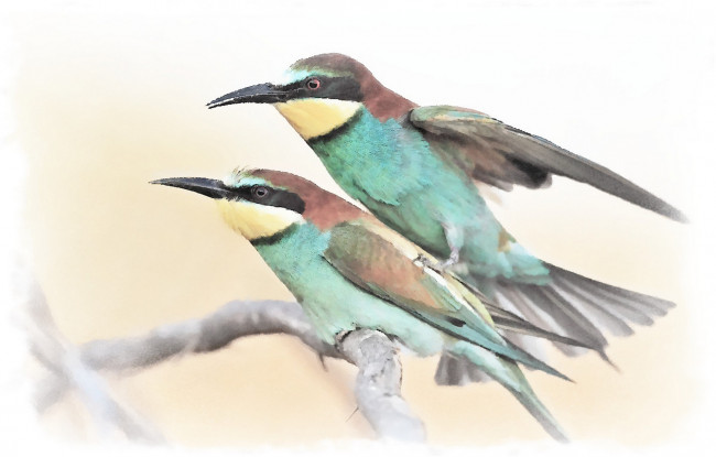 Обои картинки фото рисованное, животные,  птицы, зеленые, птицы, акварель, две