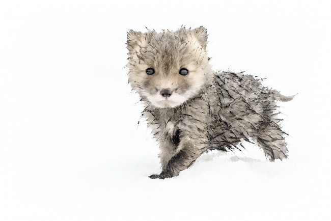 Обои картинки фото рисованное, животные, акварель, животное, снег