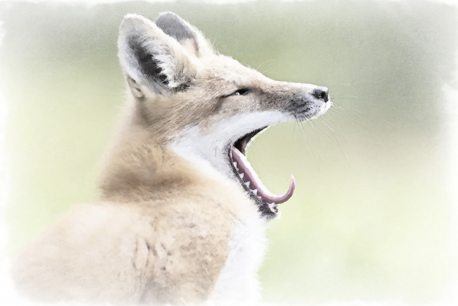 Обои картинки фото рисованное, животные, лиса, рисунок, лисы, акварель