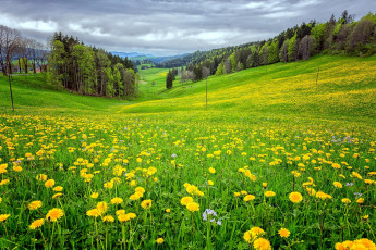 Картинка природа луга луг лето