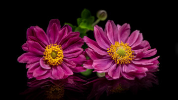 Картинка цветы анемоны +сон-трава анемон